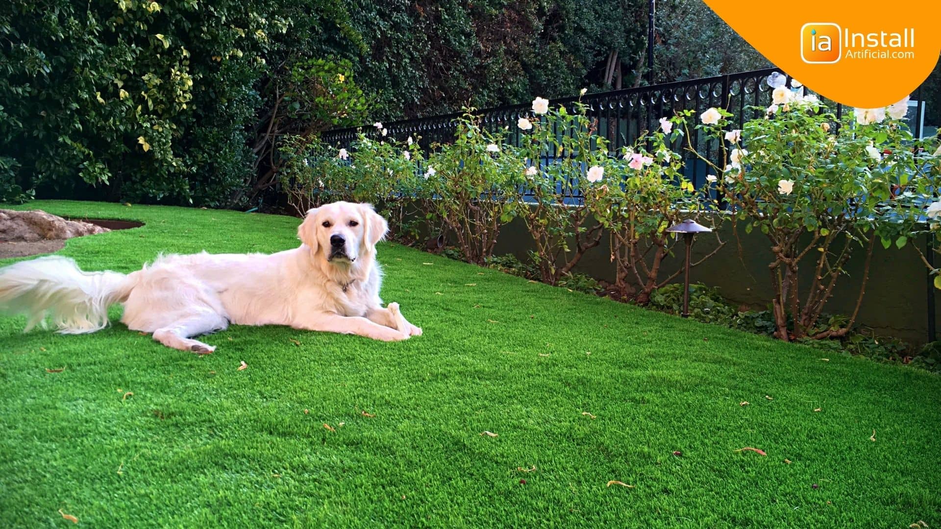 Pet-friendly artificial grass installation